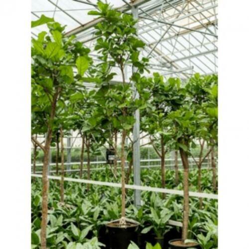 Ficus Lyrata - Vioolplant 390-400cm art42915