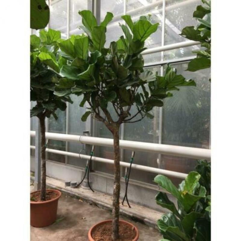Ficus Lyrata - Vioolplant 390-400cm art42915