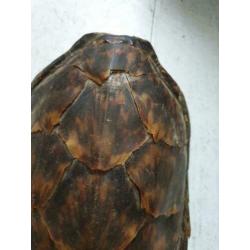 Zeer oude (1920/1930) Schildpadschild van 27cm voor €40!