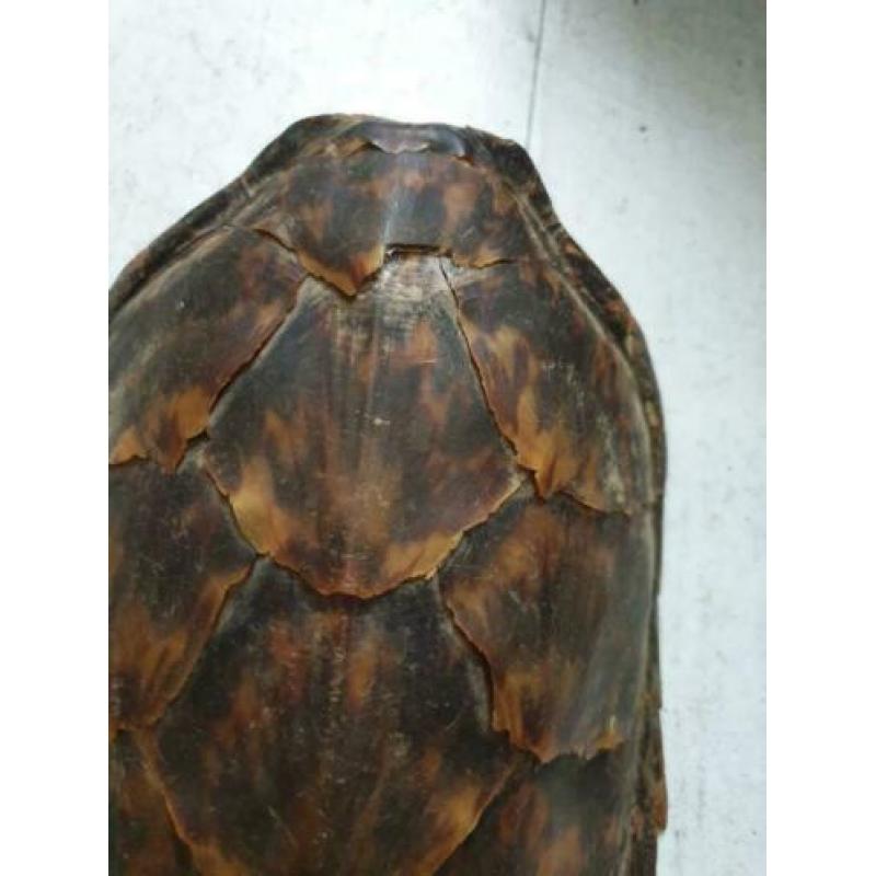 Zeer oude (1920/1930) Schildpadschild van 27cm voor €40!