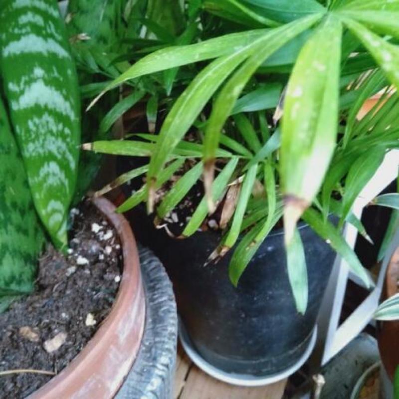 Bijzonder slecht gefotografeerde kamerplant. Soort Palmpje?