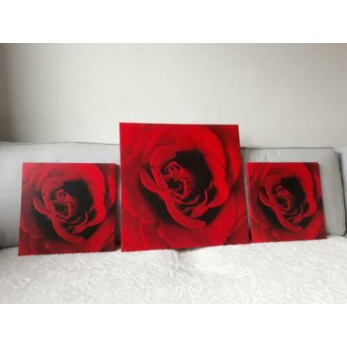 Set/3 canvas Roos