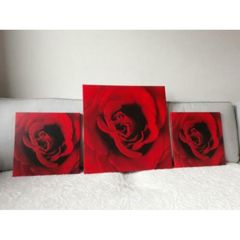 Set/3 canvas Roos