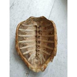 Zeer oude (1920/1930) Schildpadschild van 27cm voor €40!