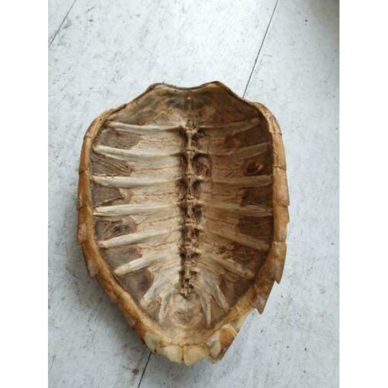 Zeer oude (1920/1930) Schildpadschild van 27cm voor €40!