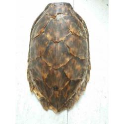 Zeer oude (1920/1930) Schildpadschild van 27cm voor €40!