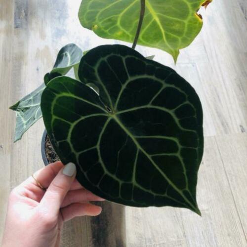 Anthurium Clarinervium