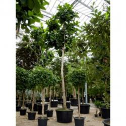 Ficus Lyrata - Vioolplant 715-725cm art11498