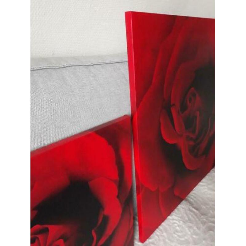 Set/3 canvas Roos