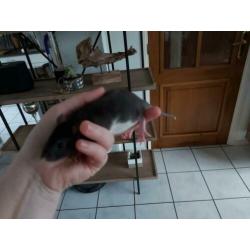 3 zwarte rattery dames