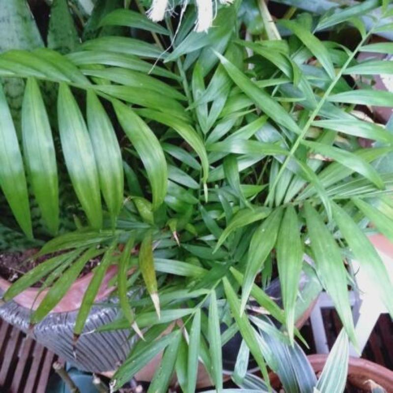 Bijzonder slecht gefotografeerde kamerplant. Soort Palmpje?