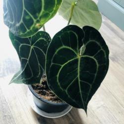 Anthurium Clarinervium
