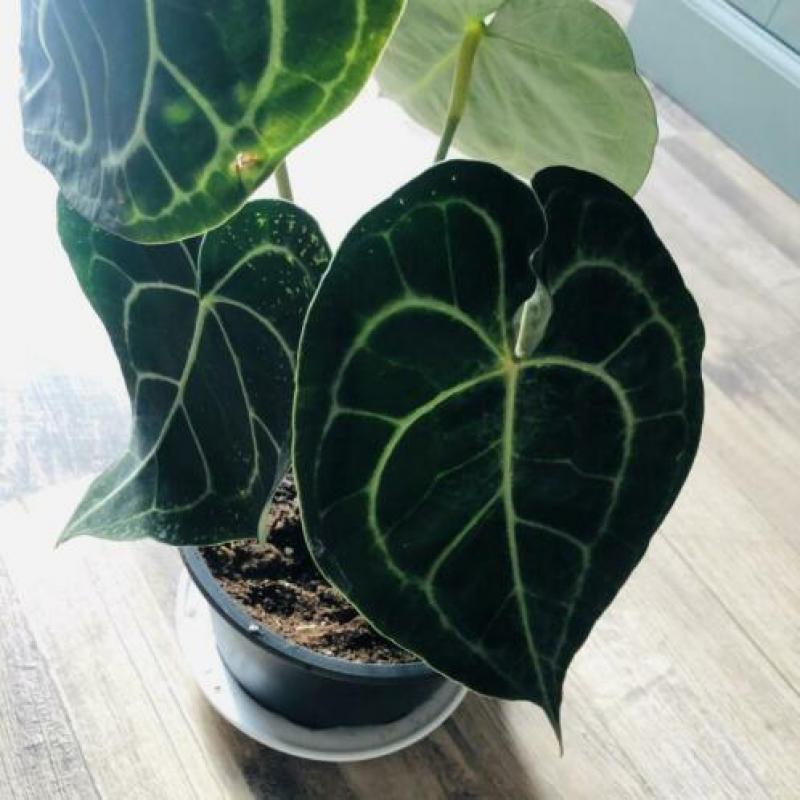 Anthurium Clarinervium