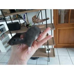 3 zwarte rattery dames