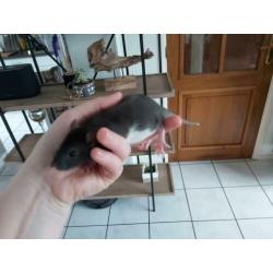 3 zwarte rattery dames