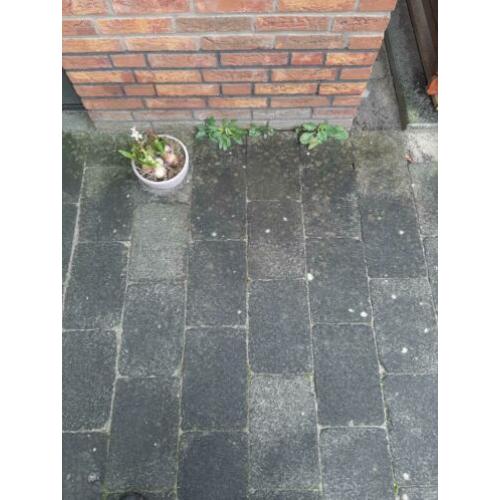 terras stenen 20 x 30 cm.