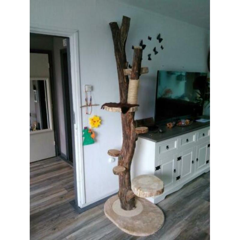 Mooie nieuwe klimboom