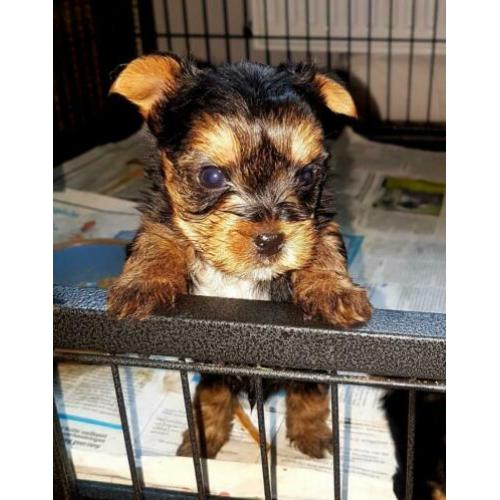 Mini yorkshire terrier puppies (1 teefje en 1 reutje)!