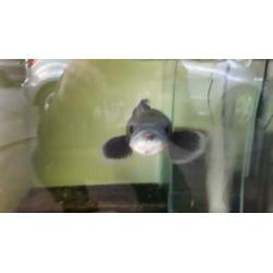 channa micropeltes snakehead