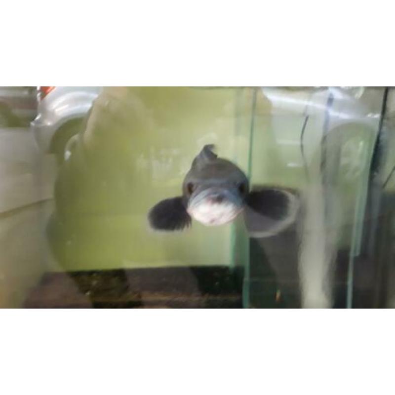 channa micropeltes snakehead