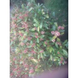 prachtige Skimmias 120 hoog 1mt rond volle kluit 12,50 P/S