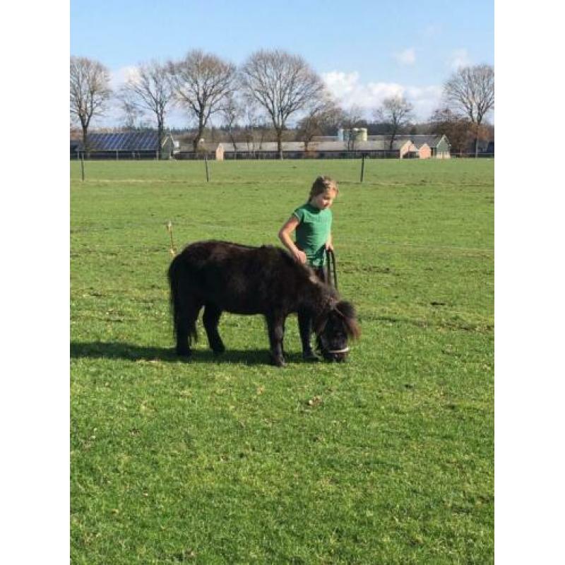 Superlieve kindershetlander