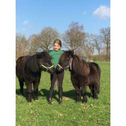 Superlieve kindershetlander