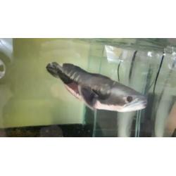 channa micropeltes snakehead