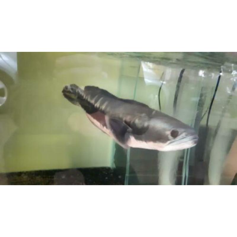 channa micropeltes snakehead