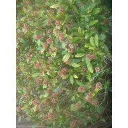 prachtige Skimmias 120 hoog 1mt rond volle kluit 12,50 P/S