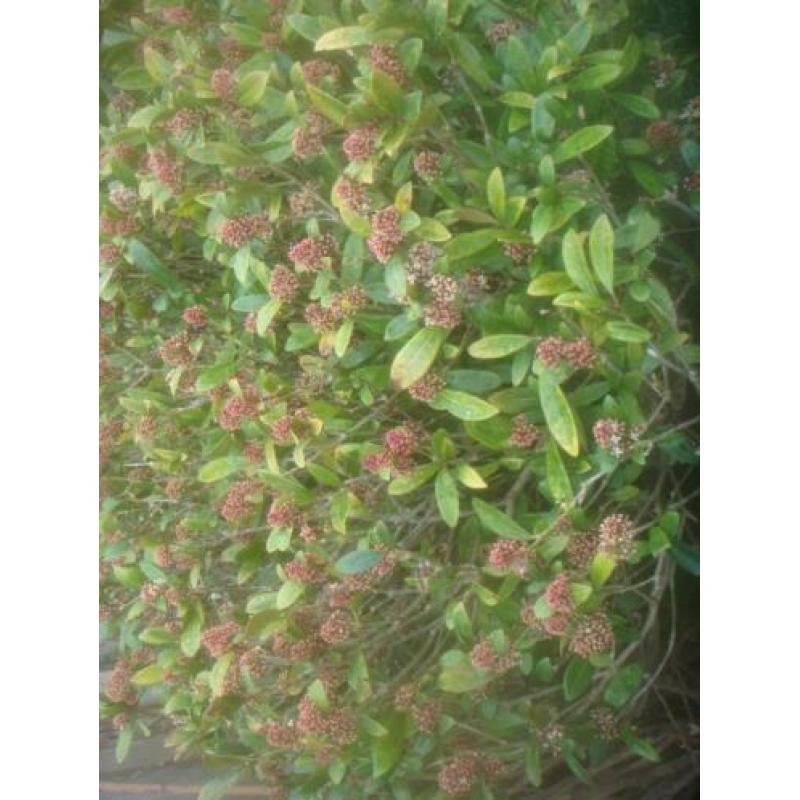 prachtige Skimmias 120 hoog 1mt rond volle kluit 12,50 P/S