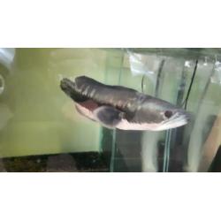 channa micropeltes snakehead