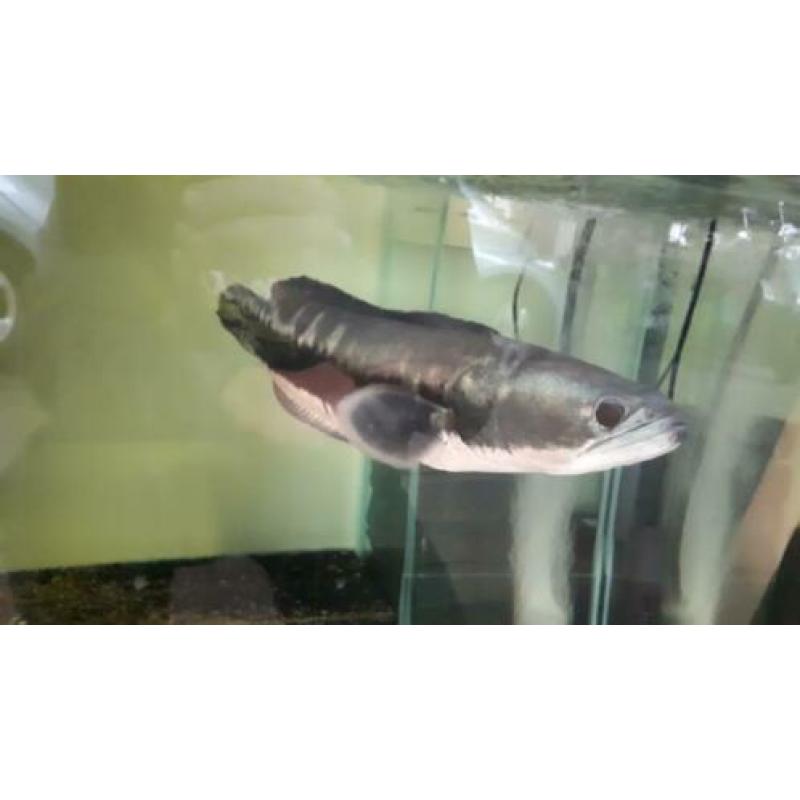 channa micropeltes snakehead