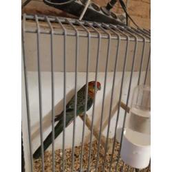 Stanley rosella