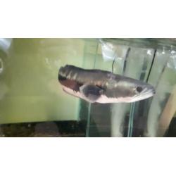 channa micropeltes snakehead