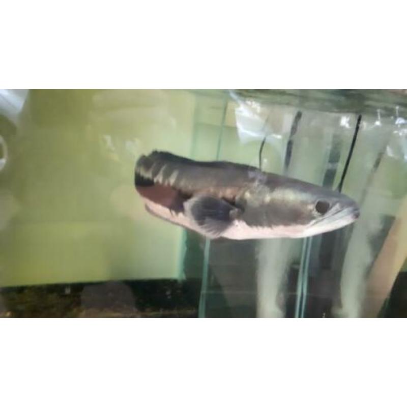 channa micropeltes snakehead