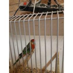 Stanley rosella