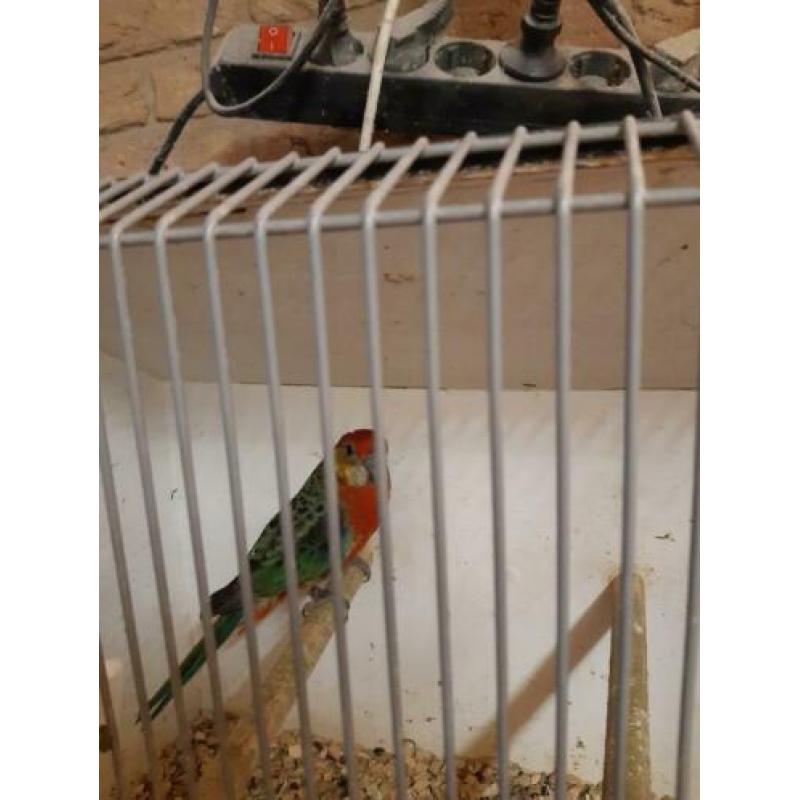 Stanley rosella