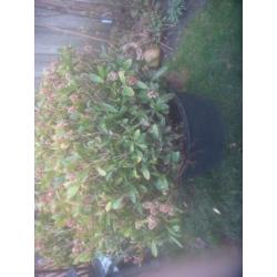 prachtige Skimmias 120 hoog 1mt rond volle kluit 12,50 P/S