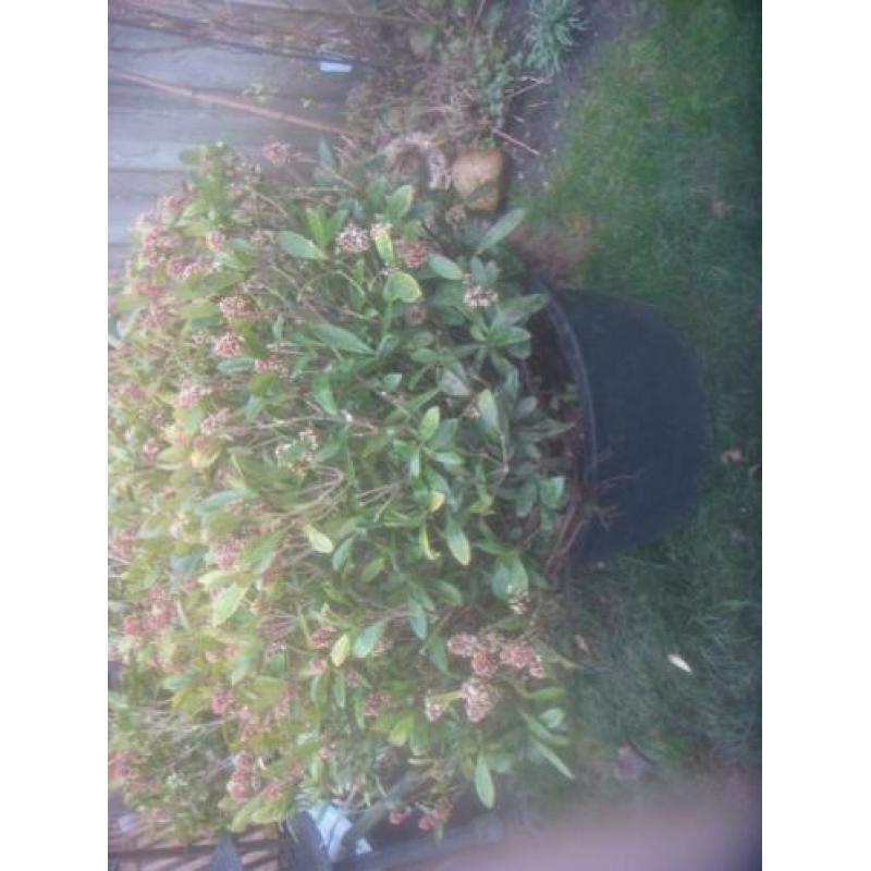 prachtige Skimmias 120 hoog 1mt rond volle kluit 12,50 P/S
