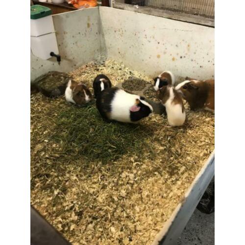 Te koop nog enkele mooie gezonde jonge cavia’s