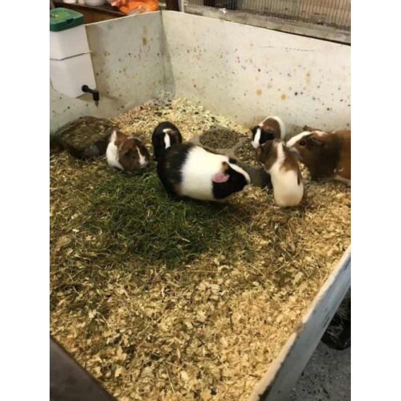 Te koop nog enkele mooie gezonde jonge cavia’s