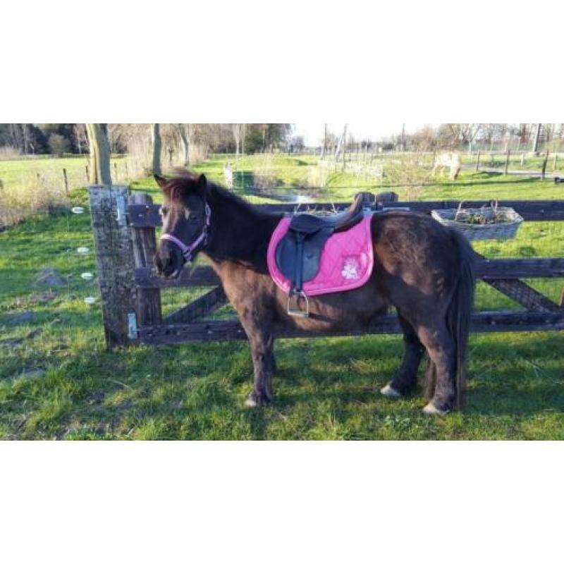 Compleet shetlander leren zadel 15 inch met hoofdstel