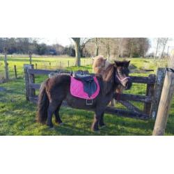 Compleet shetlander leren zadel 15 inch met hoofdstel