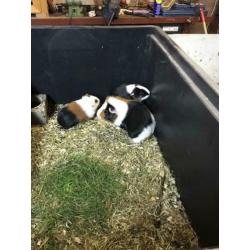 Te koop nog enkele mooie gezonde jonge cavia’s