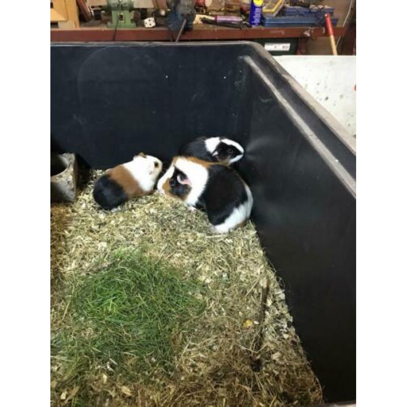 Te koop nog enkele mooie gezonde jonge cavia’s