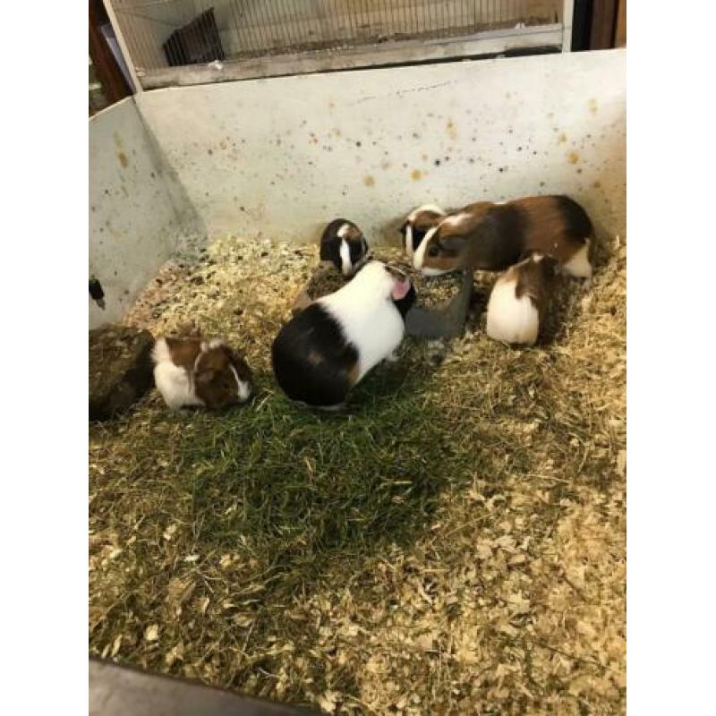 Te koop nog enkele mooie gezonde jonge cavia’s