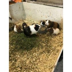 Te koop nog enkele mooie gezonde jonge cavia’s
