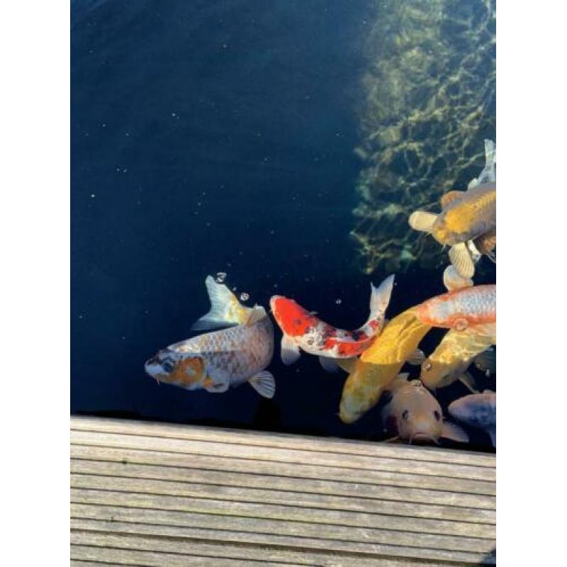Grote Japanse koi karpers te koop