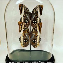 Caligo Atreus vlinders in ovale stolp.